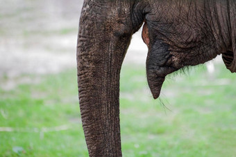 微笑大象大象特写镜头微笑口非洲大象