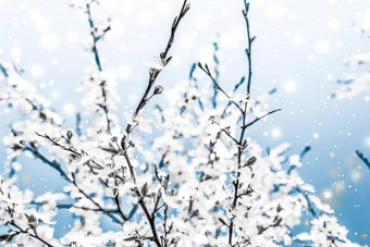圣诞节年蓝色的花背景假期卡设计花树雪闪闪发光的冬天季节出售促销<strong>活动背景</strong>奢侈品美品牌