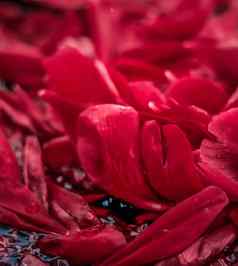 摘要花假期艺术背景红色的盛开的花花瓣梦想花园美自然奢侈品水疗中心品牌婚礼邀请设计