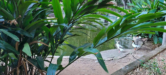 热带湖鹅植物巴西