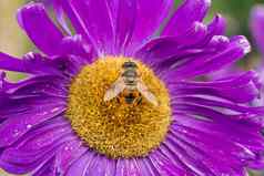 Aster花蜜蜂收集花粉花蜜花园