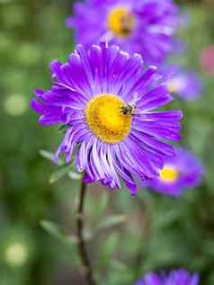 Aster花蜜蜂收集花粉花蜜花园