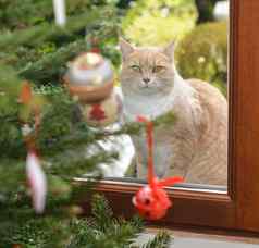 红色的猫圣诞节树玩具