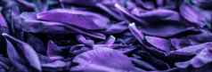 摘要花假期艺术背景紫色的盛开的花花瓣梦想花园美自然奢侈品水疗中心品牌婚礼邀请设计