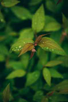 spirea粳稻雨瑞典花园