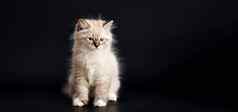 有趣的小猫明亮的蓝色的眼睛黑色的背景小毛茸茸的小猫neva化妆舞会猫
