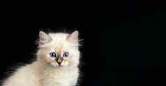 有趣的小猫明亮的蓝色的眼睛黑色的背景小毛茸茸的小猫neva化妆舞会猫