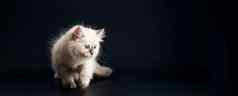 有趣的小猫明亮的蓝色的眼睛黑色的背景小毛茸茸的小猫