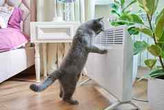 国内猫首页加热散热器
