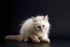 有趣的小猫明亮的蓝色的眼睛黑色的背景小毛茸茸的小猫