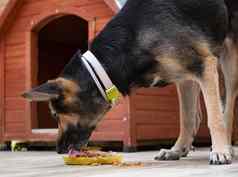 喂养饿了狗狗吃首页使鸡美味的食物黄色的板狗房子