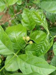 茉莉花花植物味蕾花