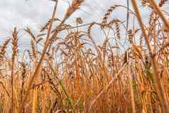 金麦片场耳朵小麦农业农场农业概念收获小麦场农村风景成熟耳朵牧场收获概念成熟的耳朵小麦麦片作物面包黑麦粮食