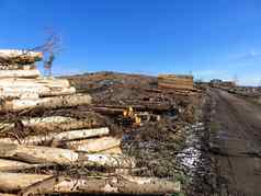 砍伐木材日志桩林地砍伐树树干