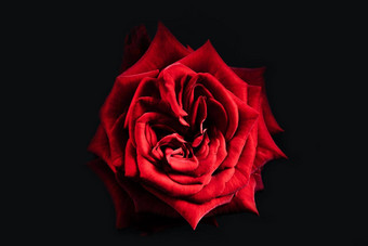 玫瑰开花开放花瓣大巴德春天夏天花红色的花开花黑色的背景自然前视图婚礼情人节一天概念