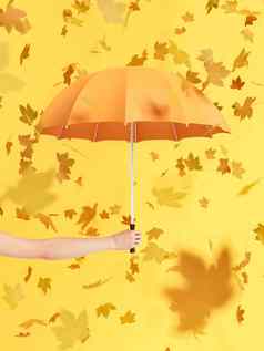 伞黄色的背景秋天叶子