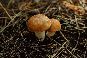 年轻的湿滑的杰克真菌苏伊勒斯危害秋天森林背景<strong>松针特写</strong>镜头视图收获蘑菇概念