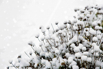 花雪冬天降雪复制空间白雪覆盖的