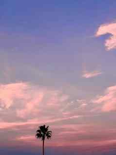 美丽的椰子棕榈树令人惊异的生动的天空日落