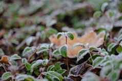 雪绿色叶子植物