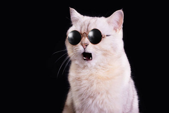 有趣的肖像白色猫蓝色的太阳镜开放口惊喜黑色的背景