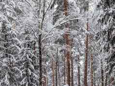 雪冬天森林树灌木覆盖雪