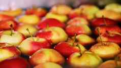 新鲜的选苹果收获过程洗苹果水果生产植物特殊的浴包装浴缸水果仓库排序苹果工厂食物行业