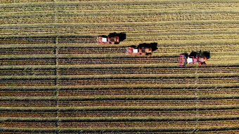 空中前视图<strong>大</strong>红色的结合收割机机器收获玉米场早期秋天拖拉机过滤新鲜的玉米叶子茎空中农业