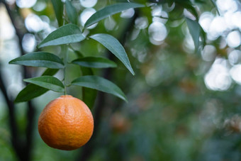 成熟的橙子树分支机构橙色花园水滴