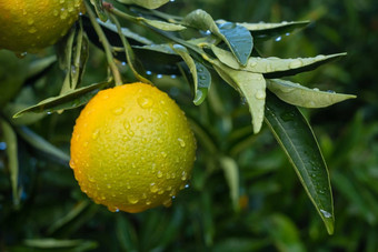 成熟的<strong>橙子树</strong>分支机构橙色花园水滴