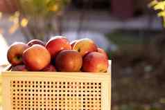 盒子红色的苹果特写镜头成熟的苹果抽屉里新鲜的有机水果花园收获季节秋天收获新鲜的成熟的多汁的红色的苹果