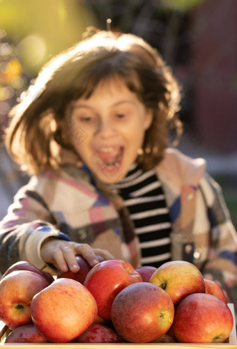 肖像园丁孩子女孩手选择新鲜的苹果木抽屉里苹果苹果收获排序苹果收获水果花园秋天模板广告