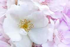 玫瑰花现代snowbeauty盛开的白色玫瑰灌木集团