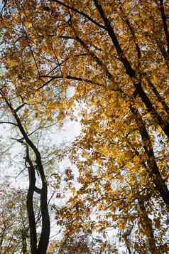 秋天森林背景充满活力的颜色树黄金黄色的树叶秋天公园