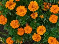 金盏花明亮的橙色花绿色叶子花园花关闭日益增长的前视图