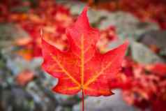 焦点单完美的红色的秋天叶中心灰色红色的软背景