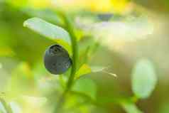 野生蓝莓布什森林特写镜头绿色蓝莓布什浆果绿色叶子蓝莓布什