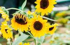 美丽的向日葵自然花园阳光明媚的一天细节向日葵花瓣黄色的向日葵花园关闭美丽的向日葵花园日落