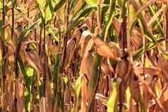 玉米场成熟的玉米结实的矮收获秋天