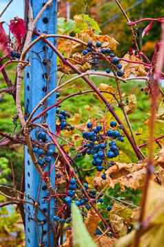 细节蓝色的浆果日益增长的葡萄树金属波兰