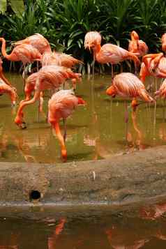 群群集红色的粉红色的火烈鸟新加坡动物园