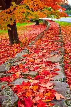 石头墙覆盖桩充满活力的红色的叶子行树