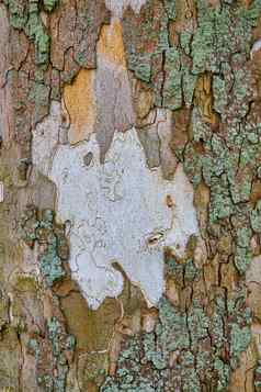 白色树干纹理细节长满青苔的树树皮