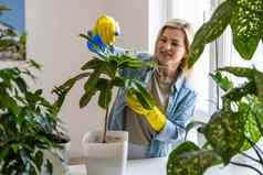 年轻的女商人喷雾植物花盆女人有爱心的房子植物女人采取护理植物首页喷涂植物纯水喷雾瓶
