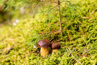 很多蘑菇说谎森林绿色莫斯很多波兰的莫斯蘑菇