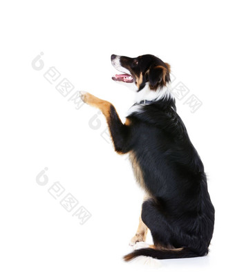 边境牧羊犬工作室狗爪子技巧白色背景模型空间聪明的宠物忠诚狗爪子工作室背景注意玩培训好奇的动物黑色的皮毛