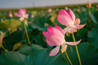 日出场荷花粉红色的莲花莲属椰子摇摆风<strong>背景</strong>绿色叶子莲花场湖自然环境