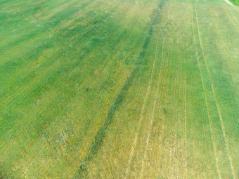 空中视图绿色小麦场农村场小麦吹风绿色海年轻的绿色小穗耳朵大麦作物自然农学行业食物生产