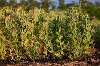 豆荚成熟绿色豌豆特写镜头绿色(2008年)豆荚成熟布什蔬菜花园日益增长的绿色豌豆成熟绿色豌豆日益增长的有机食物