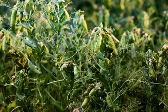 豆荚成熟绿色豌豆特写镜头绿色(2008年)豆荚成熟布什蔬菜花园日益增长的绿色豌豆成熟绿色豌豆日益增长的有机食物